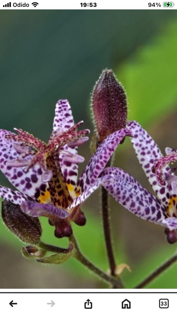 Tricyrtis formosana - Japanse Paddenlelie, Overige soorten, Vaste plant, Ophalen of Verzenden, Halfschaduw