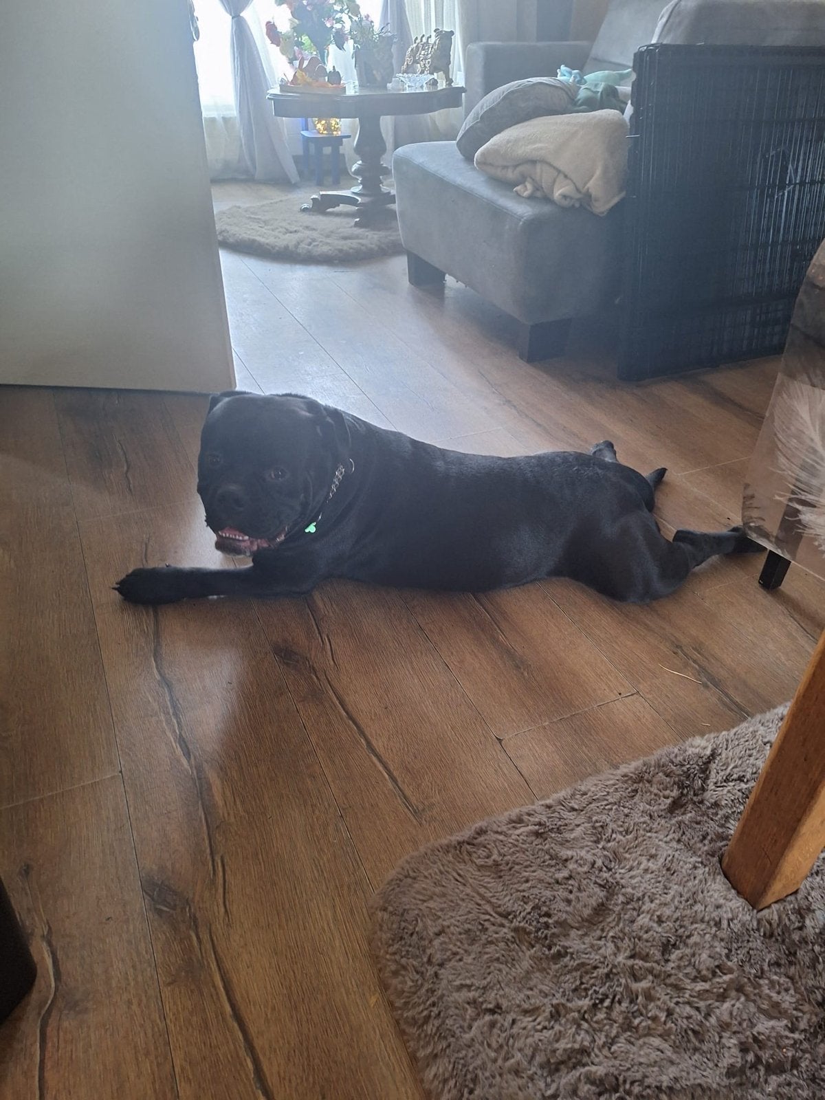 Old english bulldog x pocket bully, Dieren en Toebehoren, Reu, 1 tot 2 jaar, Parvo, Eén hond