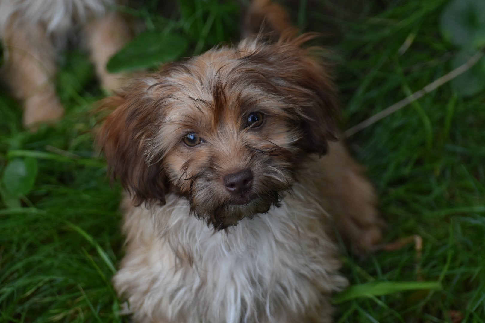 Prachtige jongen&meid kl.blijvend 75%shihtzu 25% dwergteckel, Nederland, Overige rassen, CDV (hondenziekte), 8 tot 15 weken