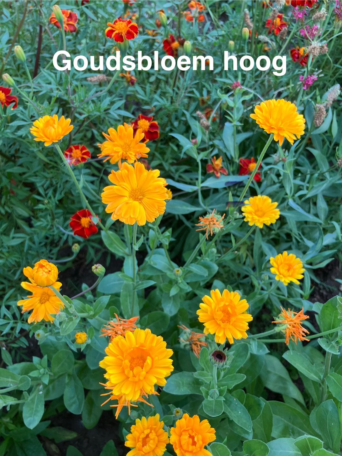 zaden hoge Goudsbloem, Ophalen of Verzenden, Volle zon, Zaad