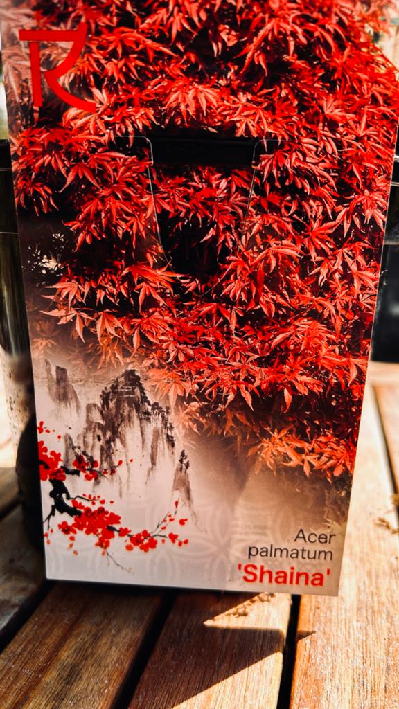 Japanse Esdoorn 'Shaina' - Compacte Rode Bladeren, Tuin en Terras, Vaste plant, Bloeit niet, Halfschaduw, Ophalen