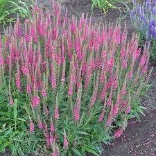 Veronica spicata ar ereprijs, vaste plant, bodembedekker, Ophalen, Bodembedekkers, Halfschaduw