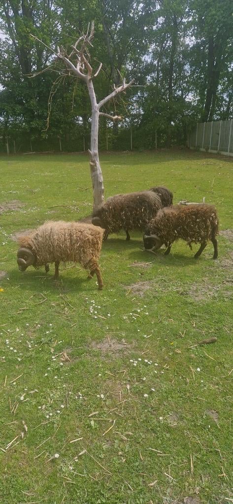 Oppas gezocht voor schapen tegen betaling, Dieren en Toebehoren, Schapen, Geiten en Varkens, Mannelijk, Schaap, 3 tot 5 jaar