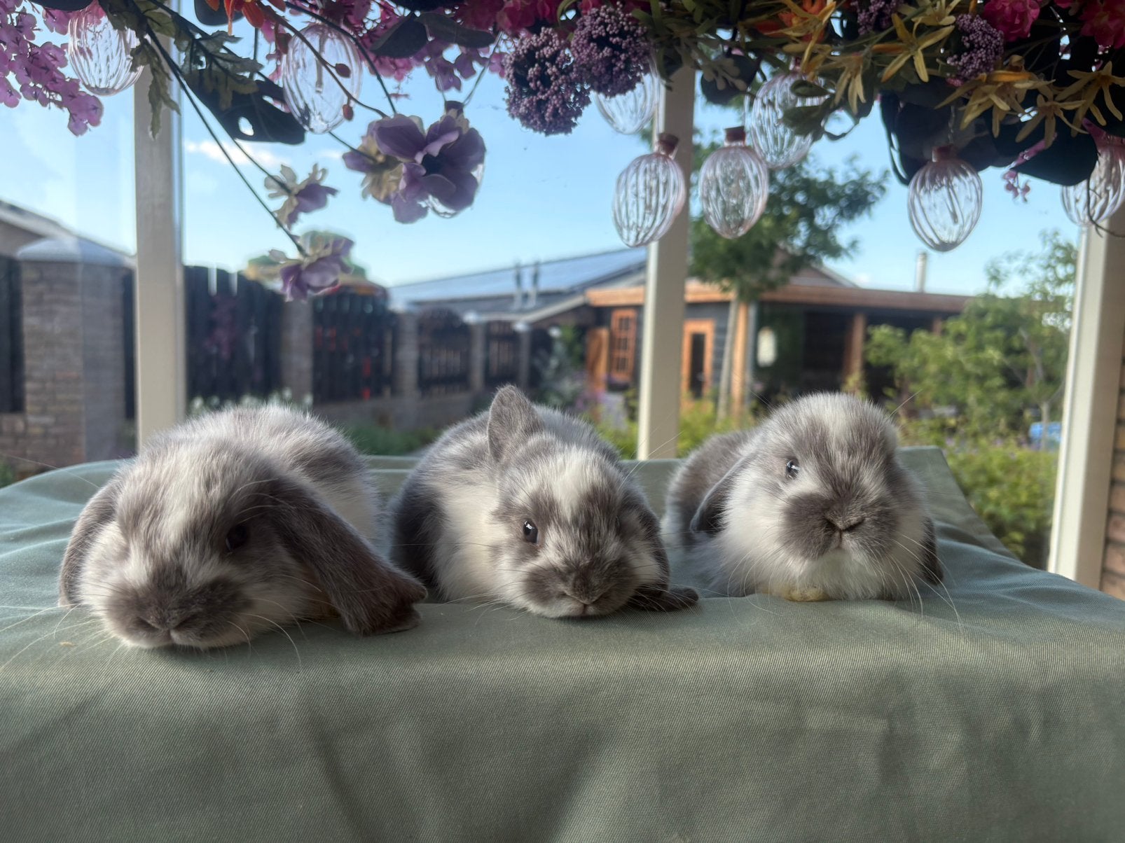 Lieve NHD hangoortjes zoeken een nieuw thuis!, Dieren en Toebehoren, Konijnen, Vrouwelijk, Dwerg
