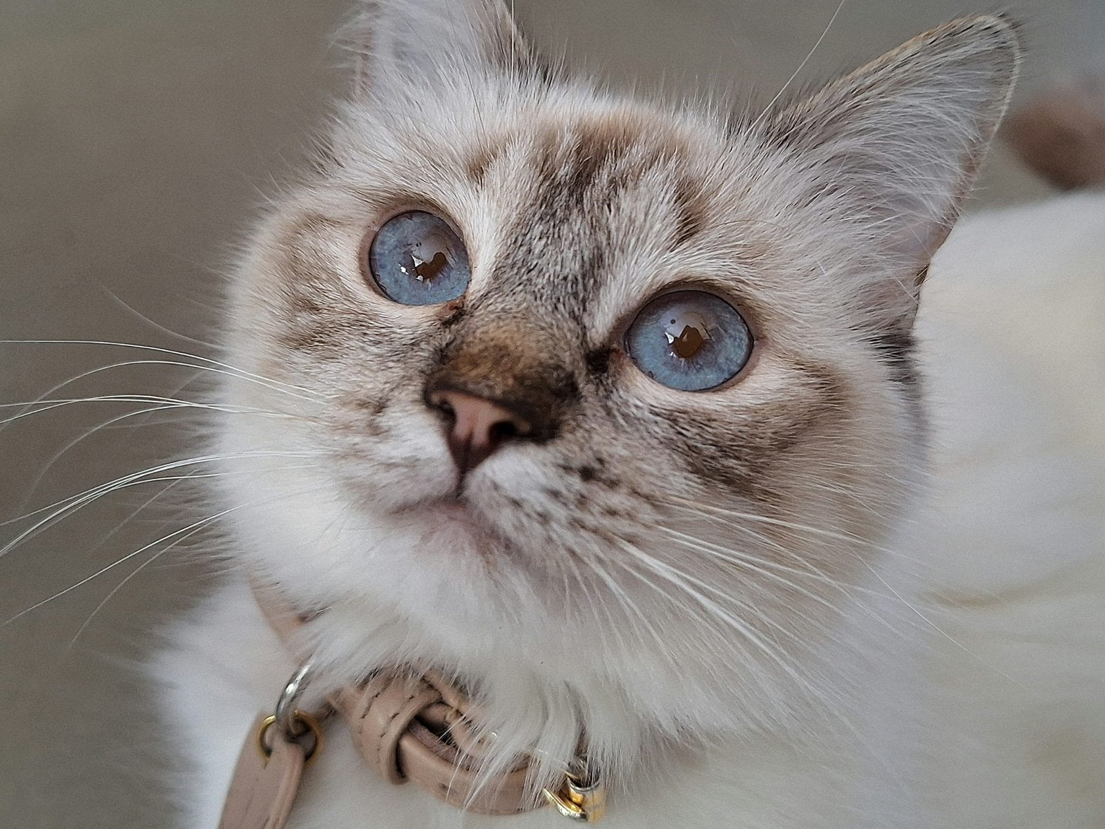 Mosey | Ragdoll en Millie | Ragdoll x Pers, Poes