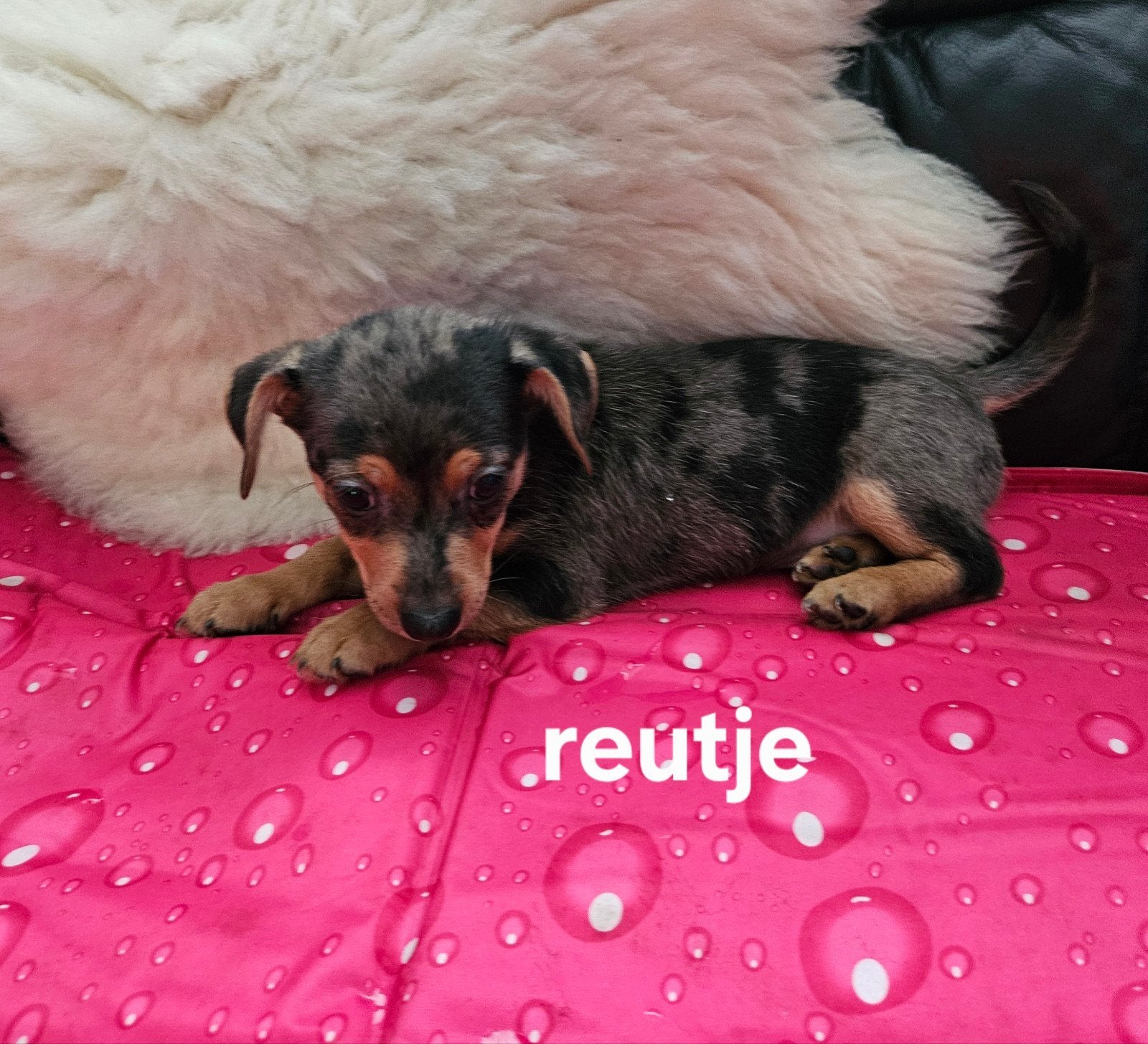 jackrussel pup( Merle.)., Jack Russell Terriër, Reu, 8 tot 15 weken, Meerdere