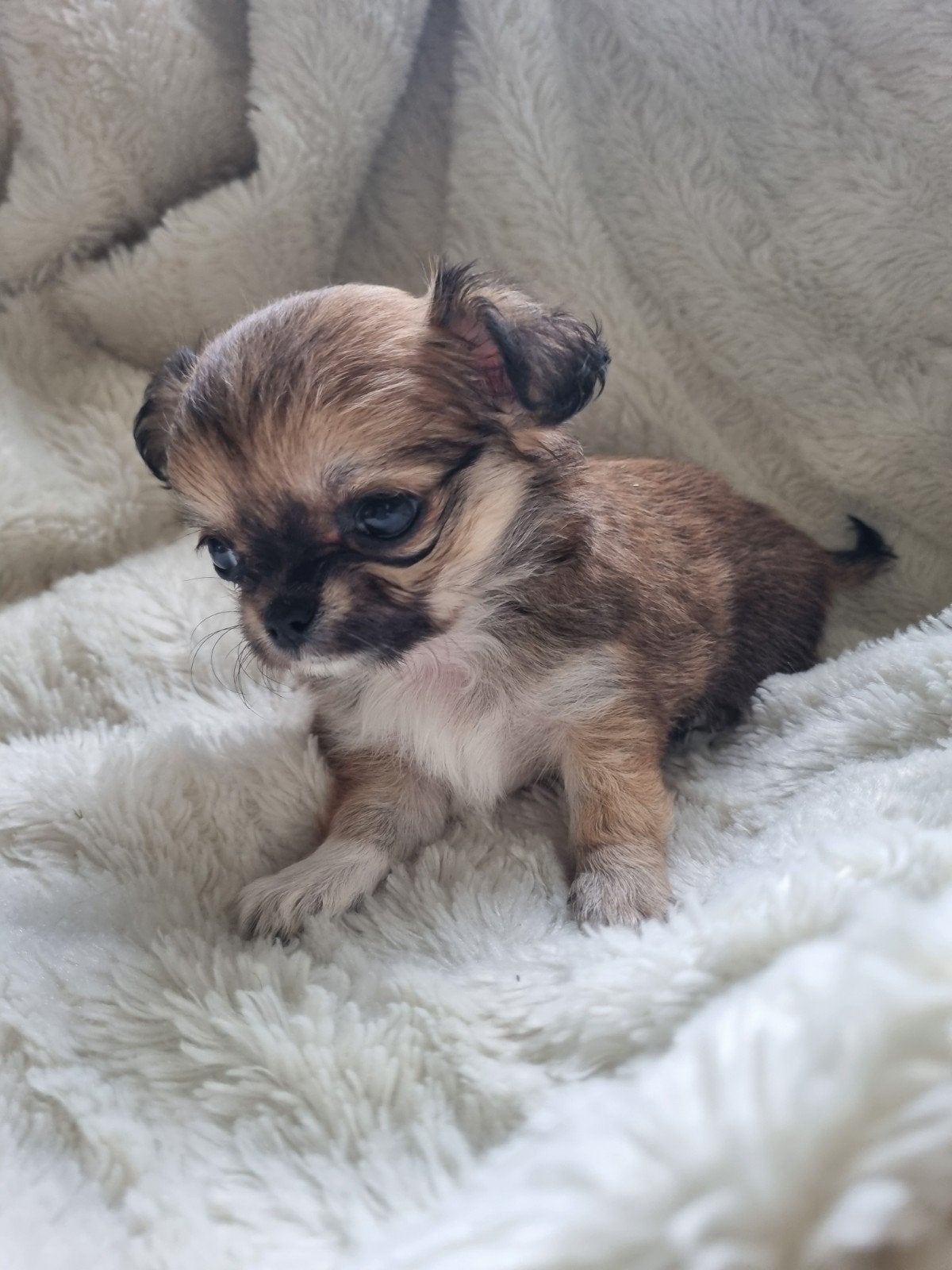 prachtig langhaar chihuahua teefje beschikbaar, 8 tot 15 weken, Teef, Meerdere, Chihuahua