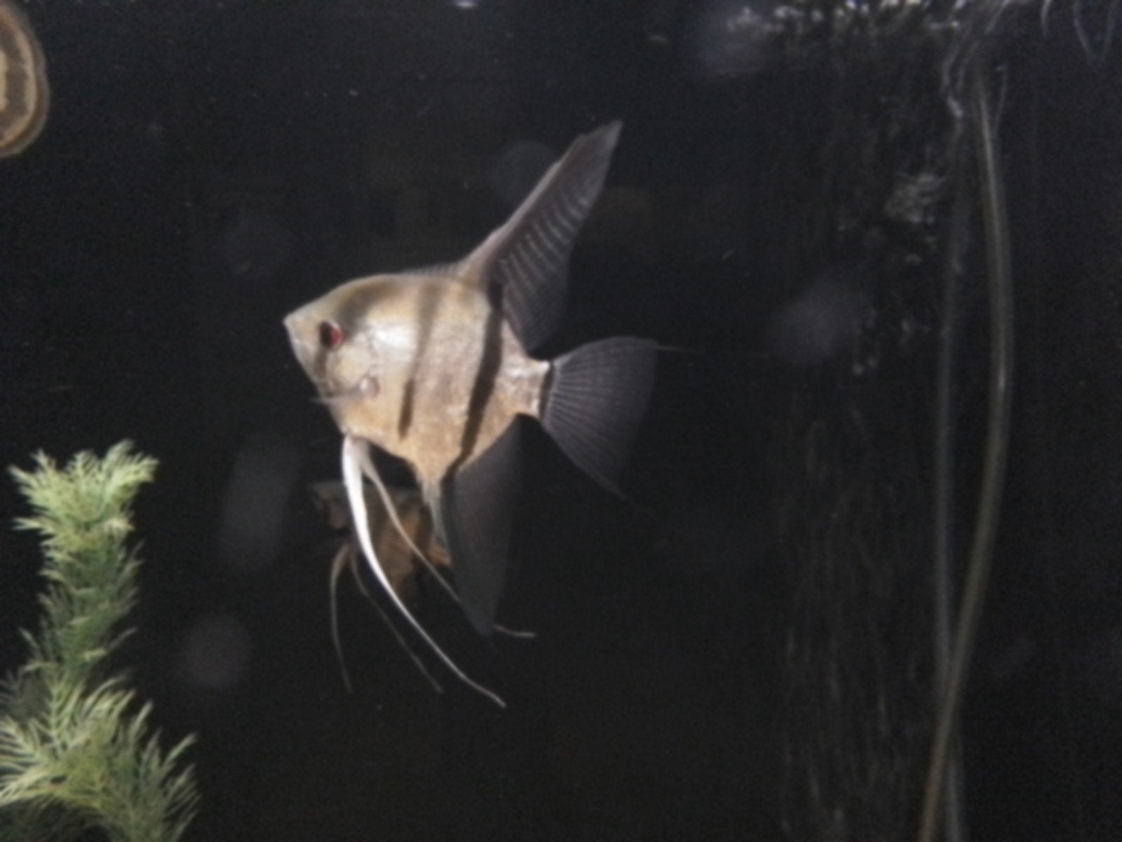 Jonge Silver Scalare maanvissen, Dieren en Toebehoren, Vis