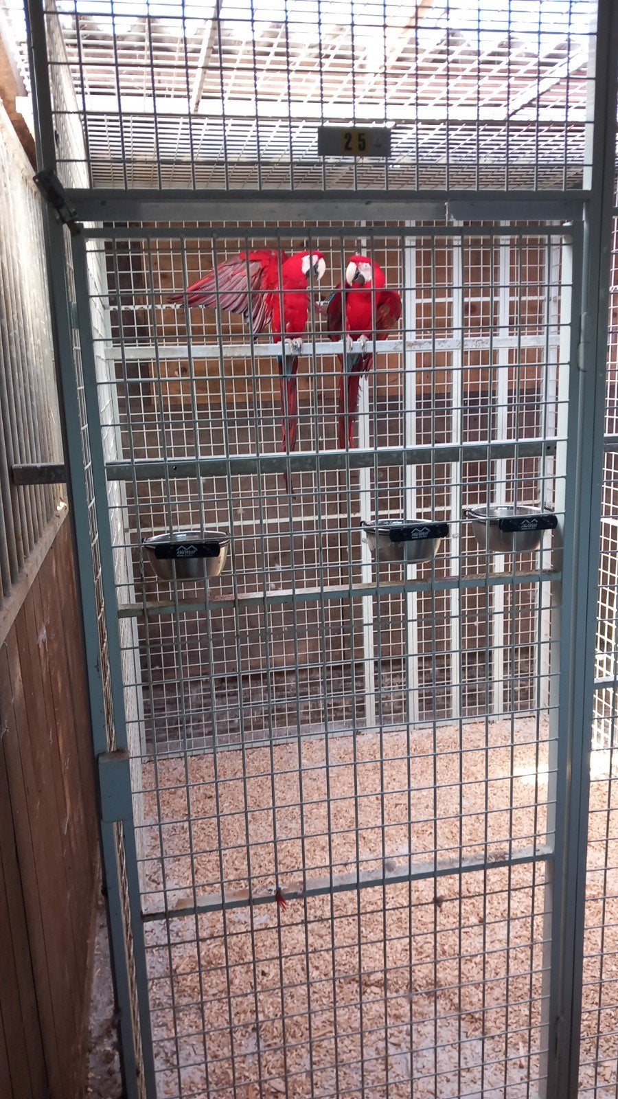 te koop twee koppels ara's, Dieren en Toebehoren, Mannelijk, Papegaai