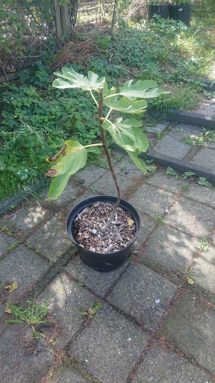 Vijgenboom in Pot, Volle zon, Vaste plant, Lente, Ophalen