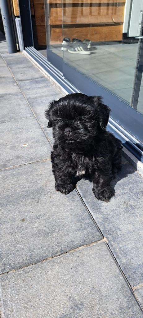 Shih-tzu x malthezer reutje pup, 8 tot 15 weken, Eén hond, Nederland, Particulier