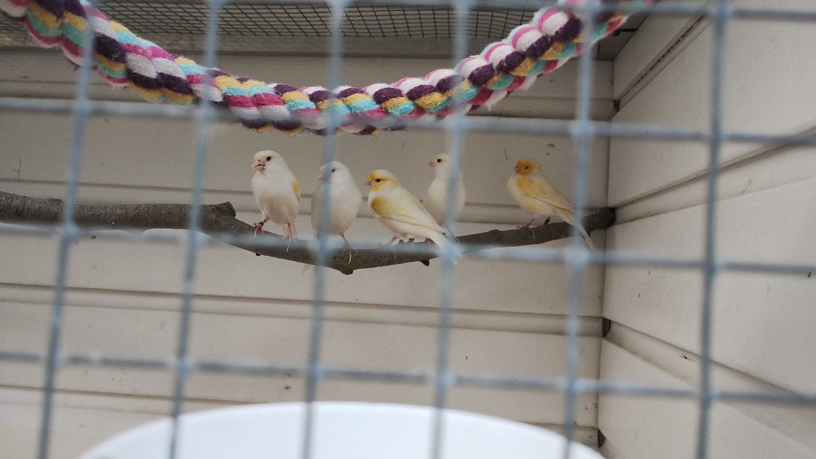 Koppel mozaiek kanaries, Dieren en Toebehoren, Vogels | Kanaries, Meerdere dieren, Kleurkanarie