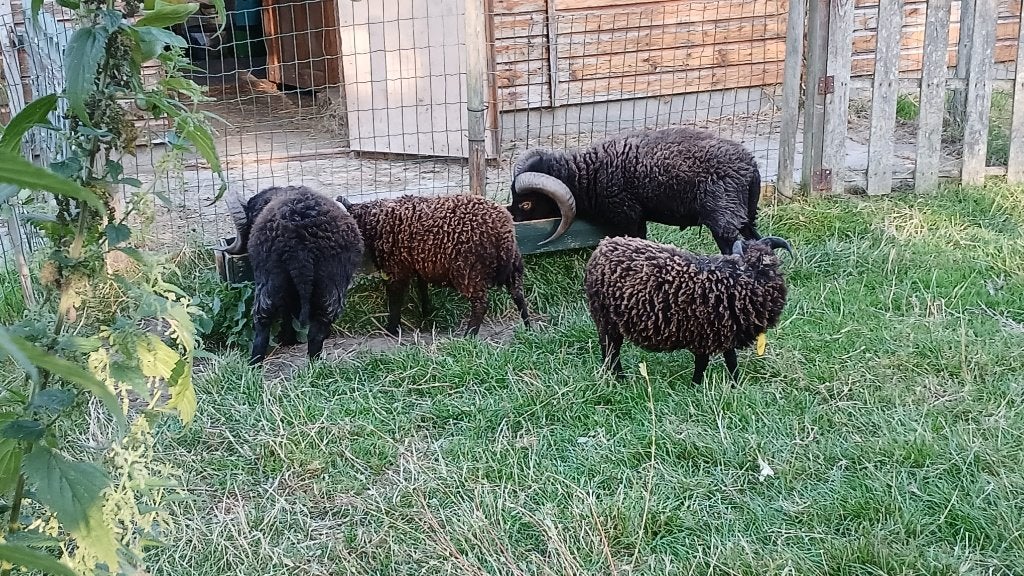 Ouessant ram van 2026 ( Robèrt van Oussantblé), Mannelijk, Schaap, 0 tot 2 jaar