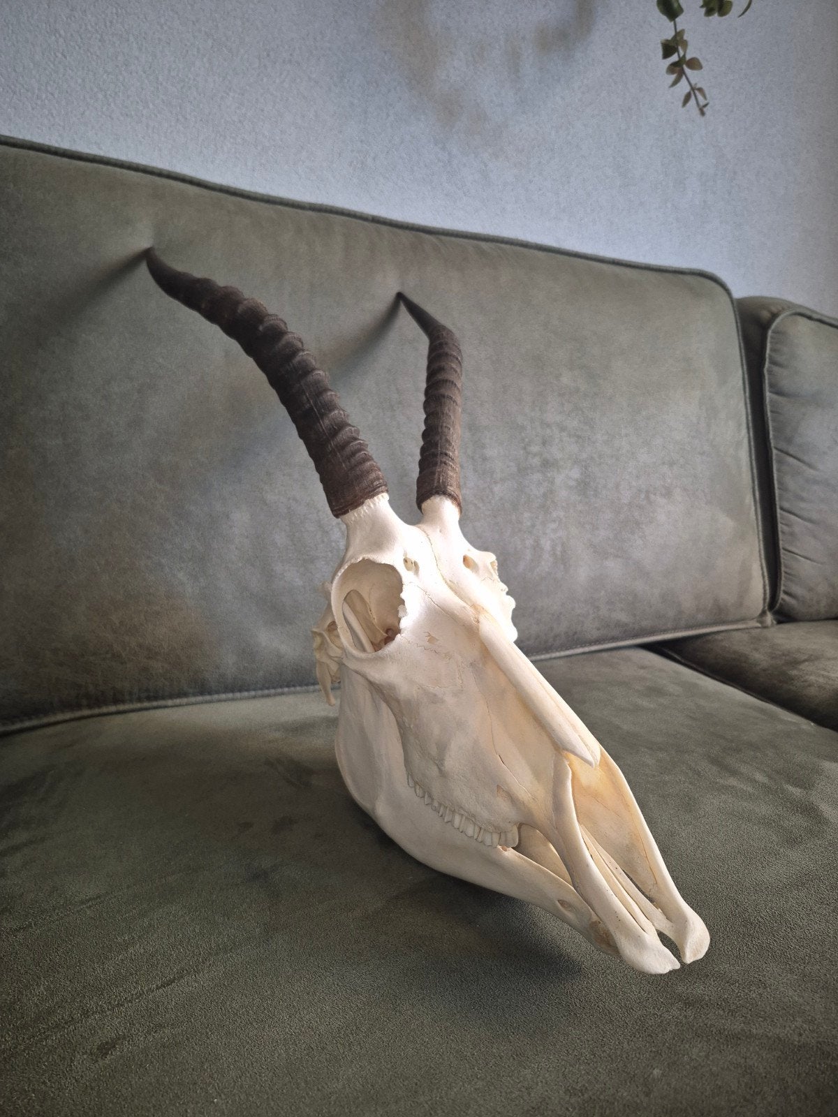 Schedel blesbok, Ophalen of Verzenden, Schedel