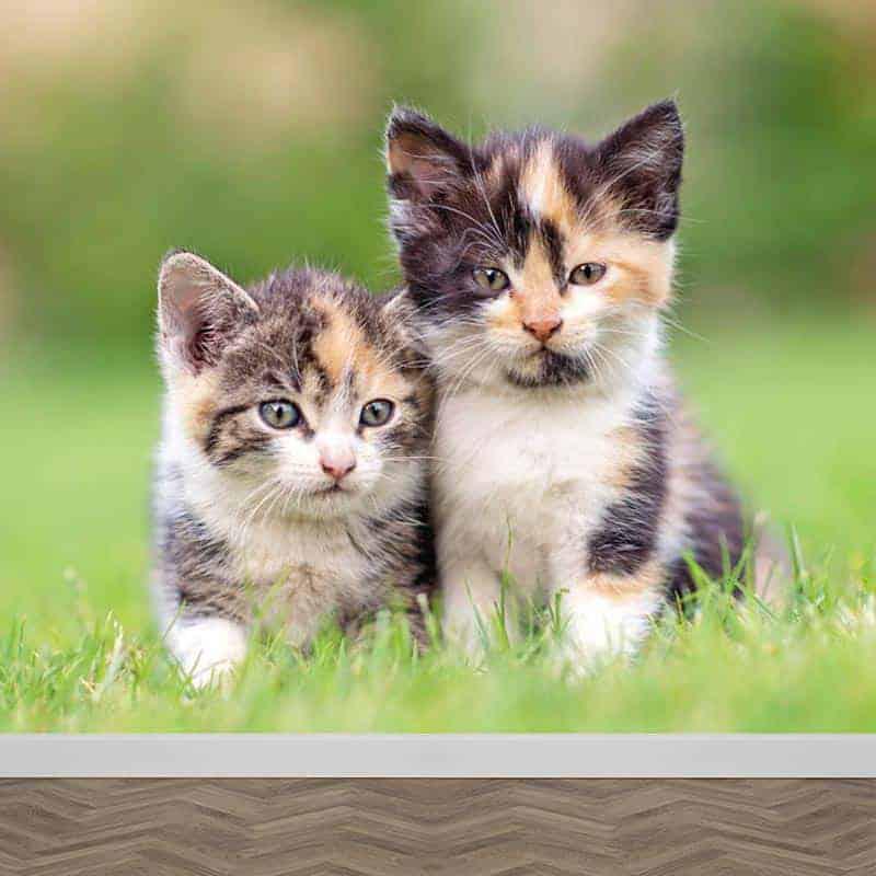 Kitten gezocht (poes), Dieren en Toebehoren, Katten en Kittens | Overige Katten, Poes, 0 tot 2 jaar