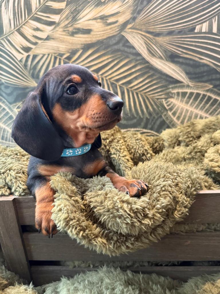 Black and tan reutje, Dieren en Toebehoren, Parvo, 8 tot 15 weken, Korthaar, Dwerg