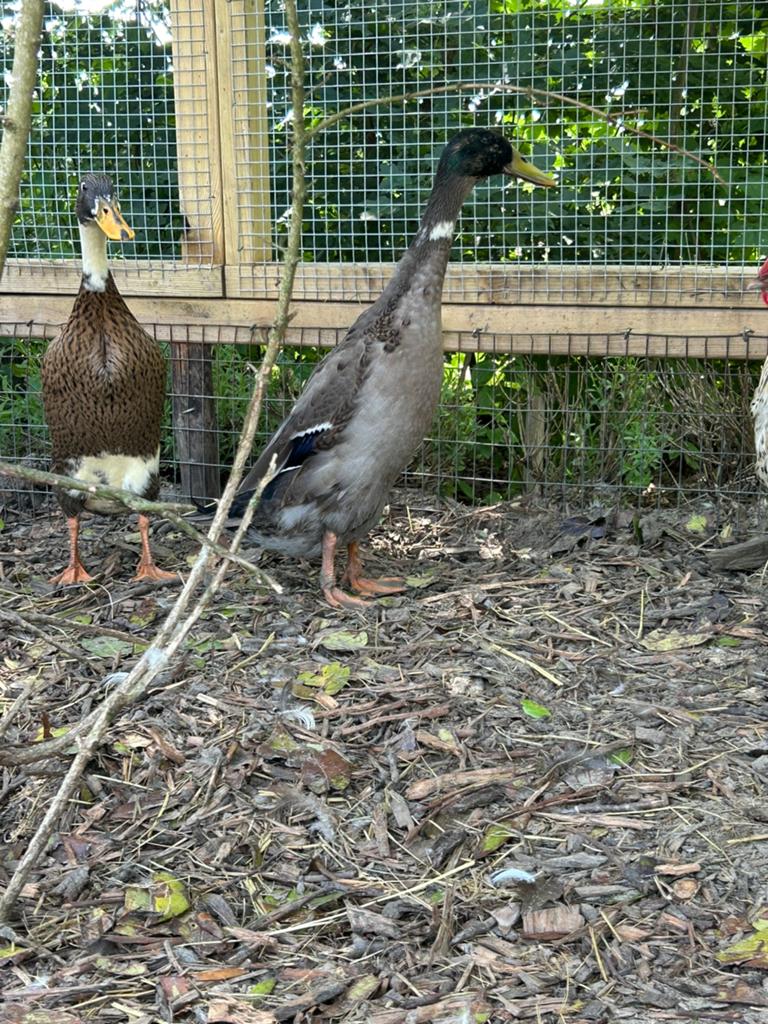 Loopeenden man en vrouw, Dieren en Toebehoren, Pluimvee, Meerdere dieren, Eend