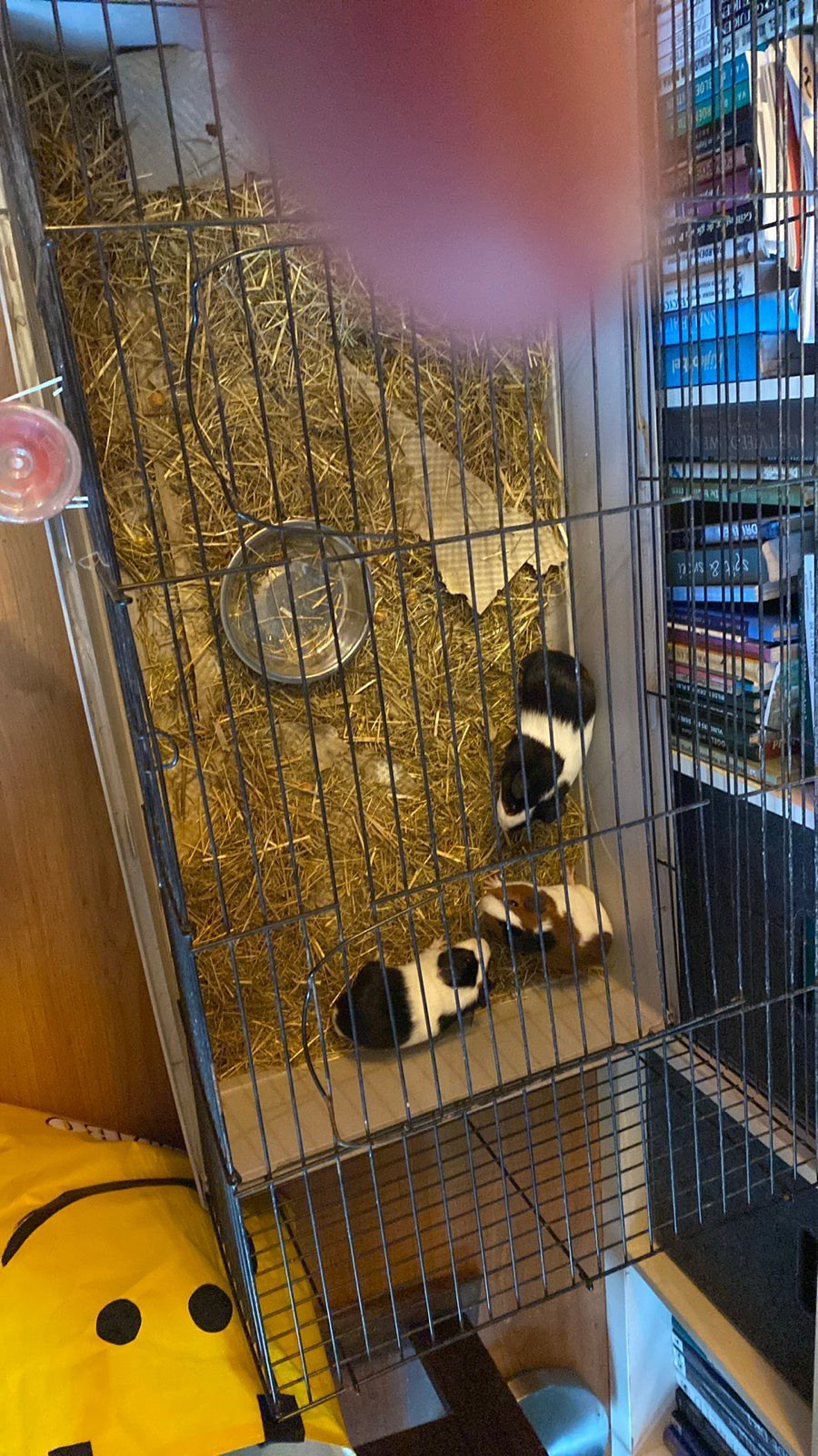 Te koop 3 x cavia zeugjes, Juni, Vrouwelijk, Cavia