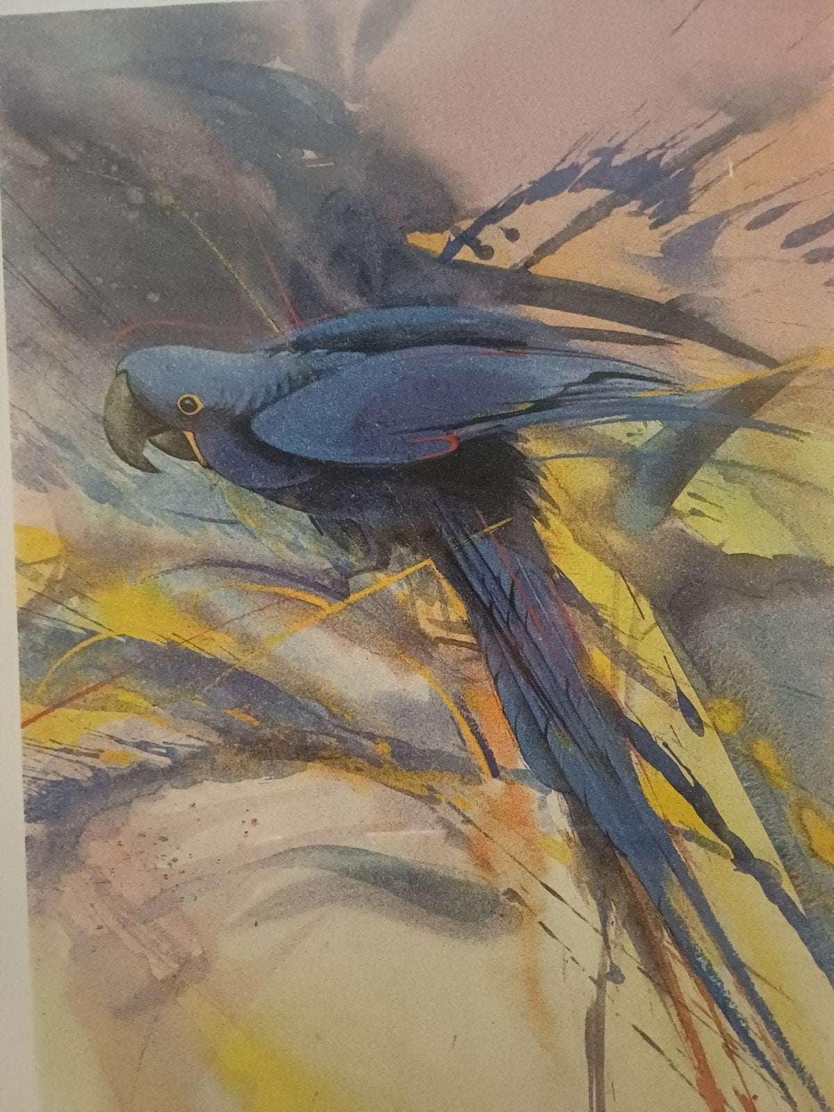 Ingelijste Print van Blauwe Ara - 40x65cm, Ophalen of Verzenden, Print, Print/reproductie, Ingelijst