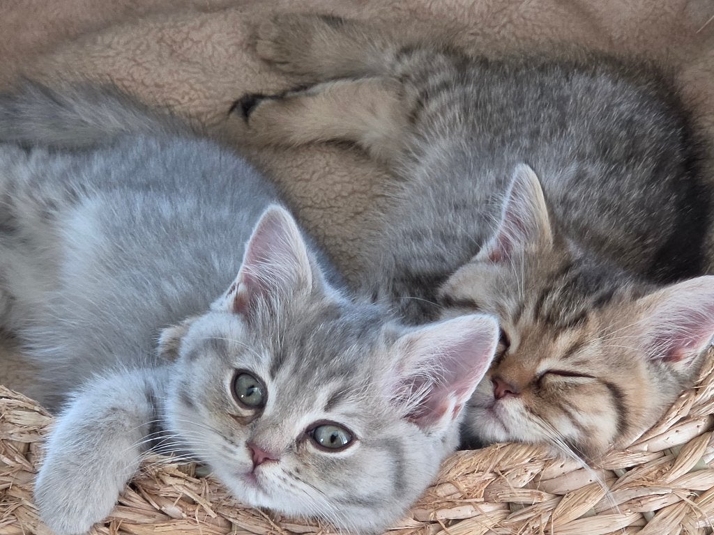 Brits korthaar kittens, Dieren en Toebehoren, Meerdere dieren, Ontwormd, 0 tot 2 jaar