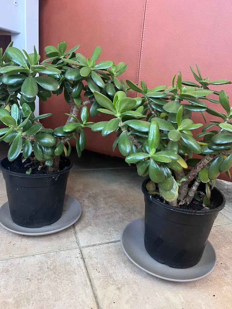 2 stuks geldboom crassula amberboom huiskamer plant 35 x 35, Ophalen, Vetplant, Halfschaduw, Minder dan 100 cm