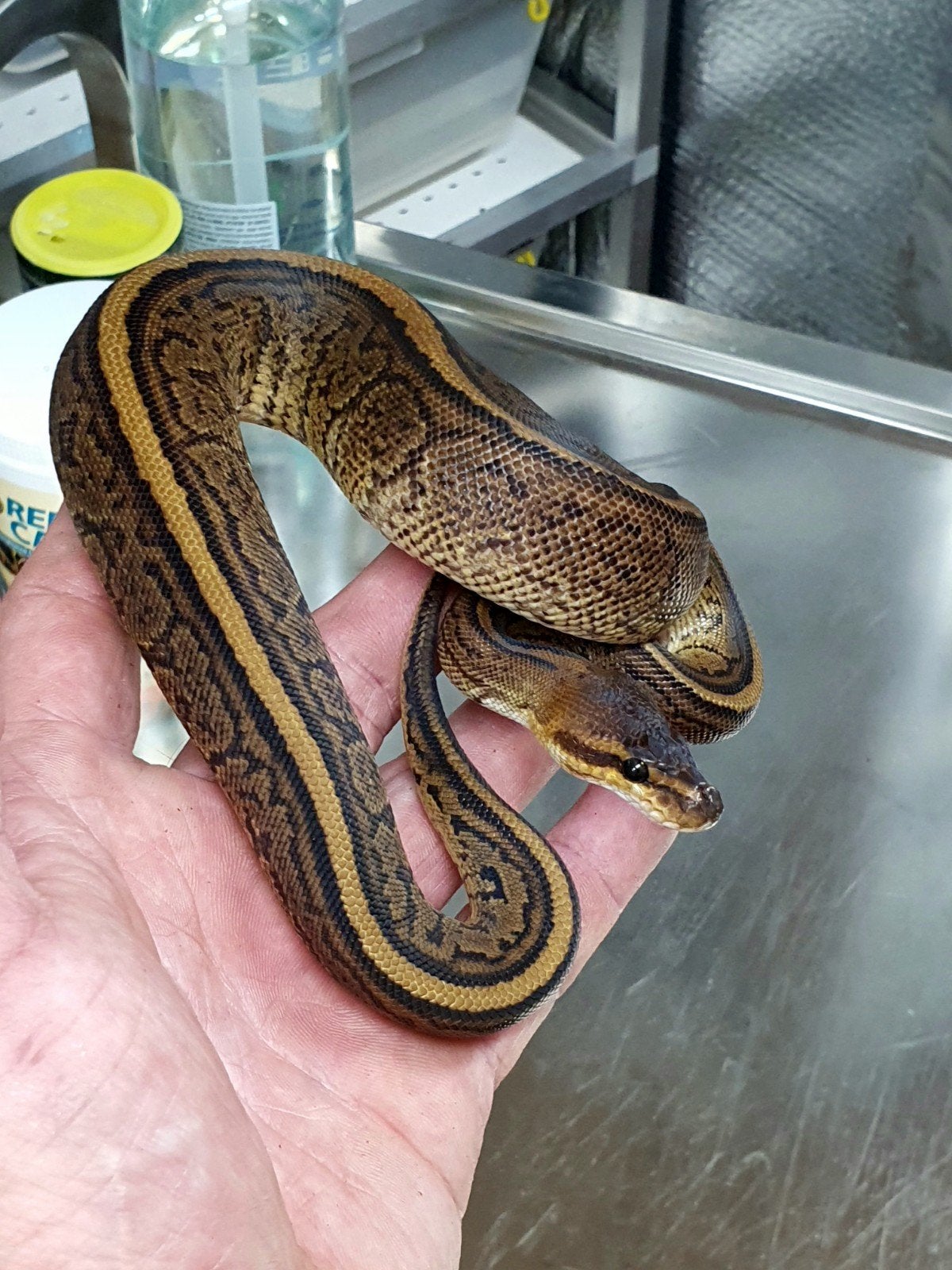 koningspython stuntprijzen. Ball Python photo 2