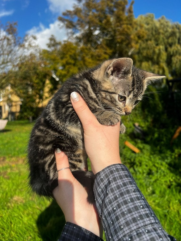 Kittens te koop, Dieren en Toebehoren, Meerdere dieren, 0 tot 2 jaar
