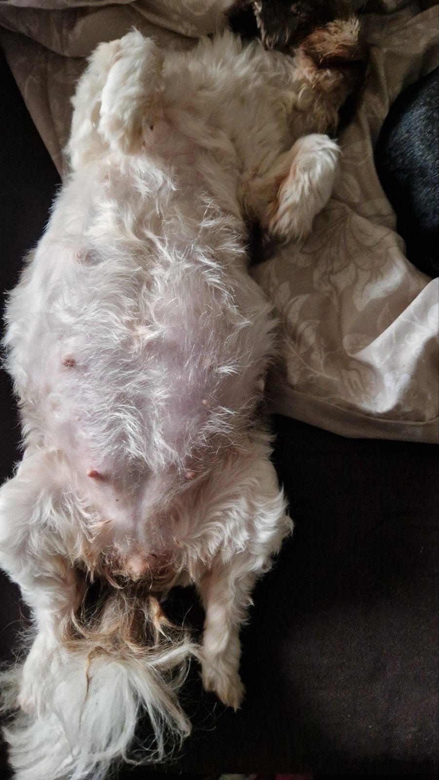 verwacht een nestje in oktober raszuivere shih tzu pups, Overige rassen, 8 tot 15 weken, Meerdere, Meerdere dieren