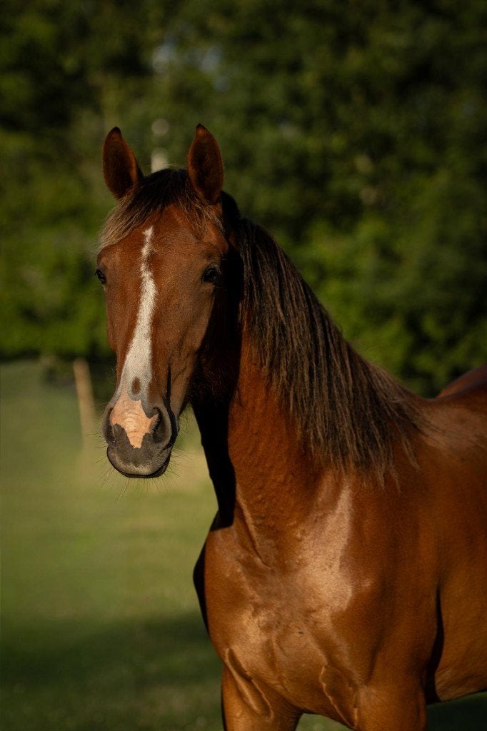 1-jarige merrie uit de succesvolle Rona-familie, Merrie, Met stamboom, Dressuurpaard, 0 tot 2 jaar