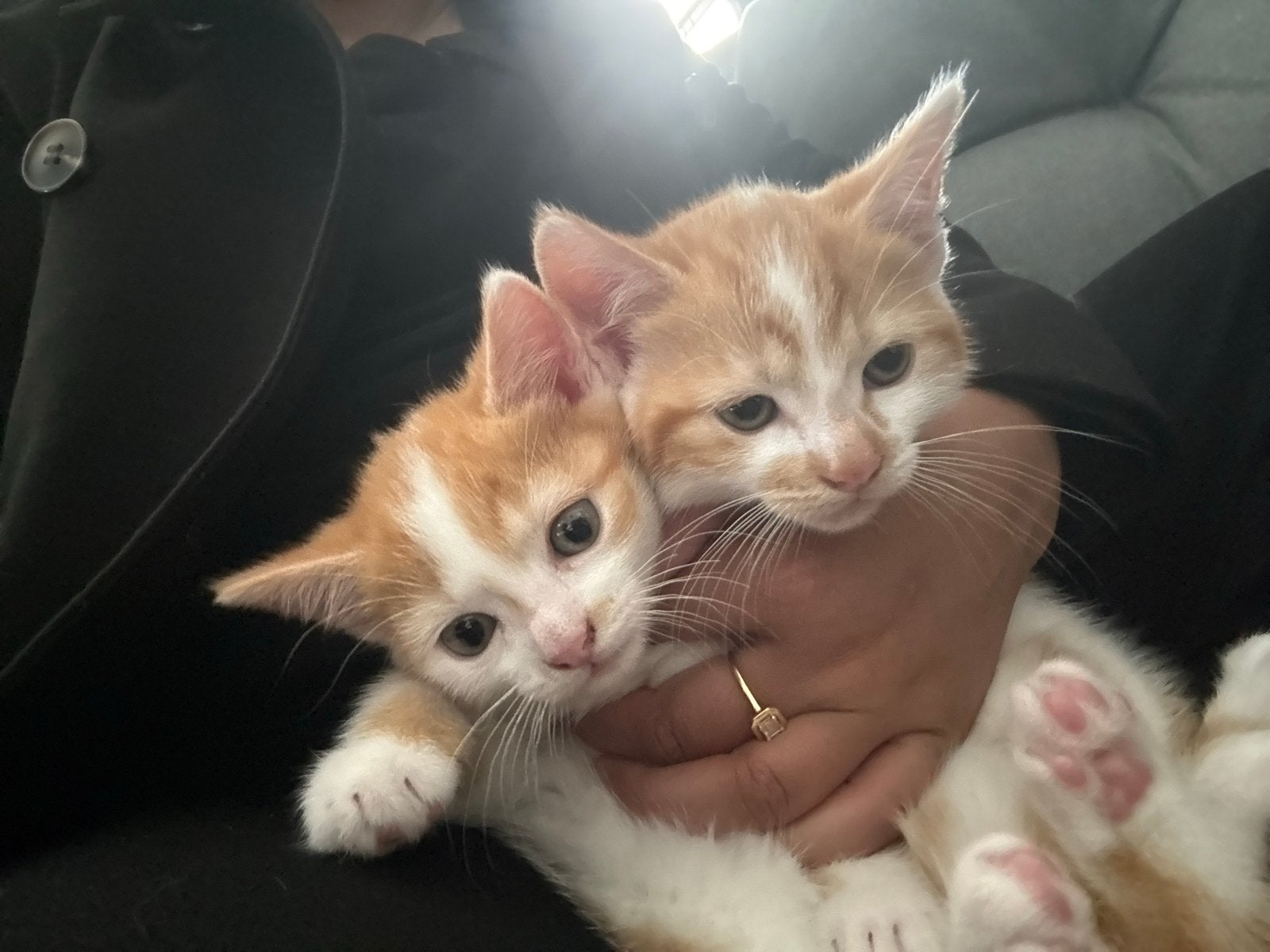 Gratis! Lief thuis gezocht voor 2 schattige kittens, Dieren en Toebehoren, Poes, 0 tot 2 jaar