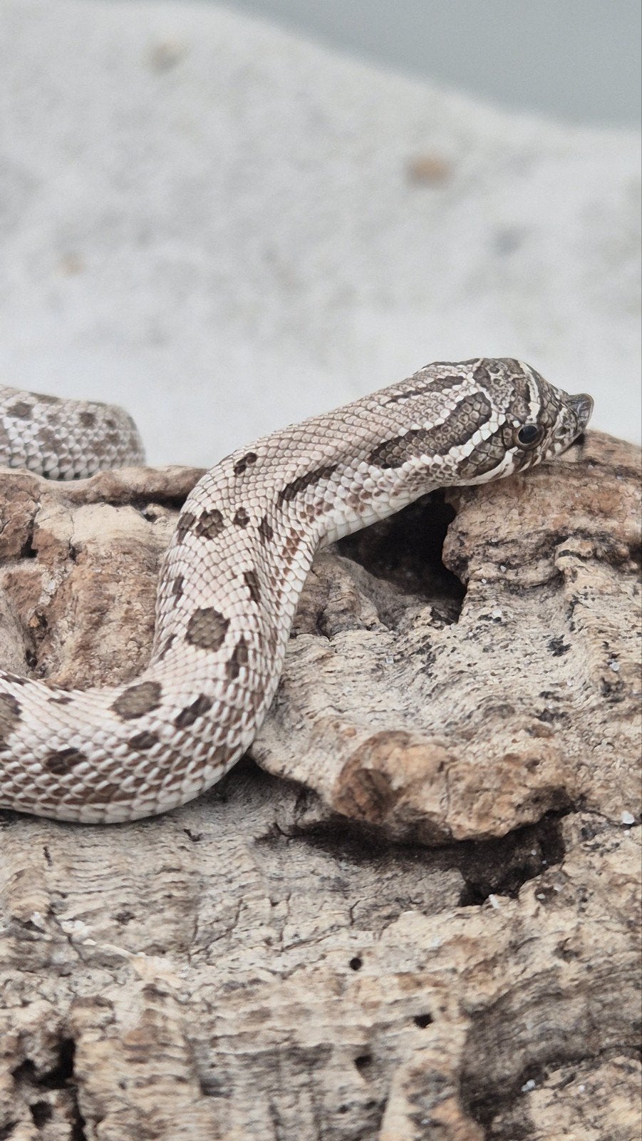 haakneuslang het toffee Hognose Snake - female for sale from De Jong
