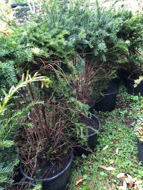 Taxus struik in de kuip , hoogte 130 cm . kan zo mee . prijs, Ophalen, Taxus, Struik, 100 tot 250 cm