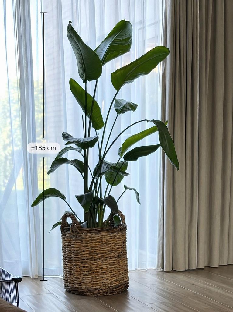 Grote Strelitzia Nicolai / Paradijsvogelplant (185 cm), Huis en Inrichting, Kamerplanten, Ophalen, Overige soorten, In pot, 150 tot 200 cm