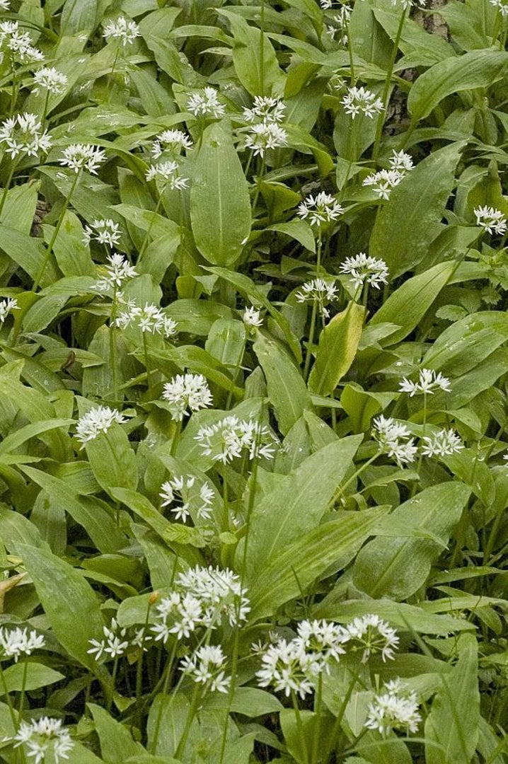Daslook planten, 5 stuks voor 10 euro, Ophalen of Verzenden, Overige soorten, Volle zon