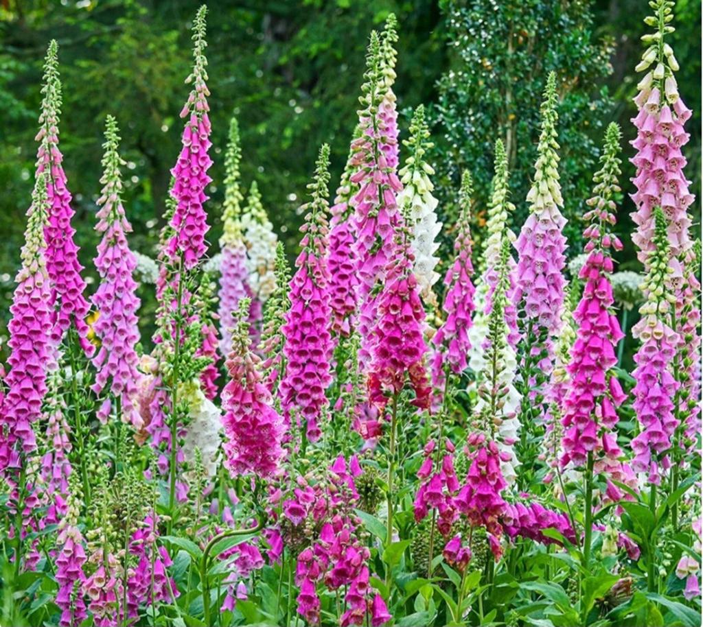 Vingerhoedskruid, Tuin en Terras, Ophalen, Overige soorten, Volle zon