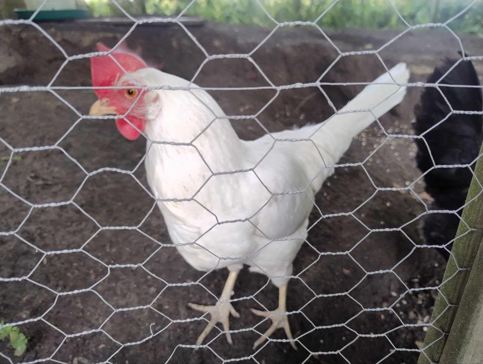 2 Leghorn kippen (zwart en wit) evt plus hok, Ophalen