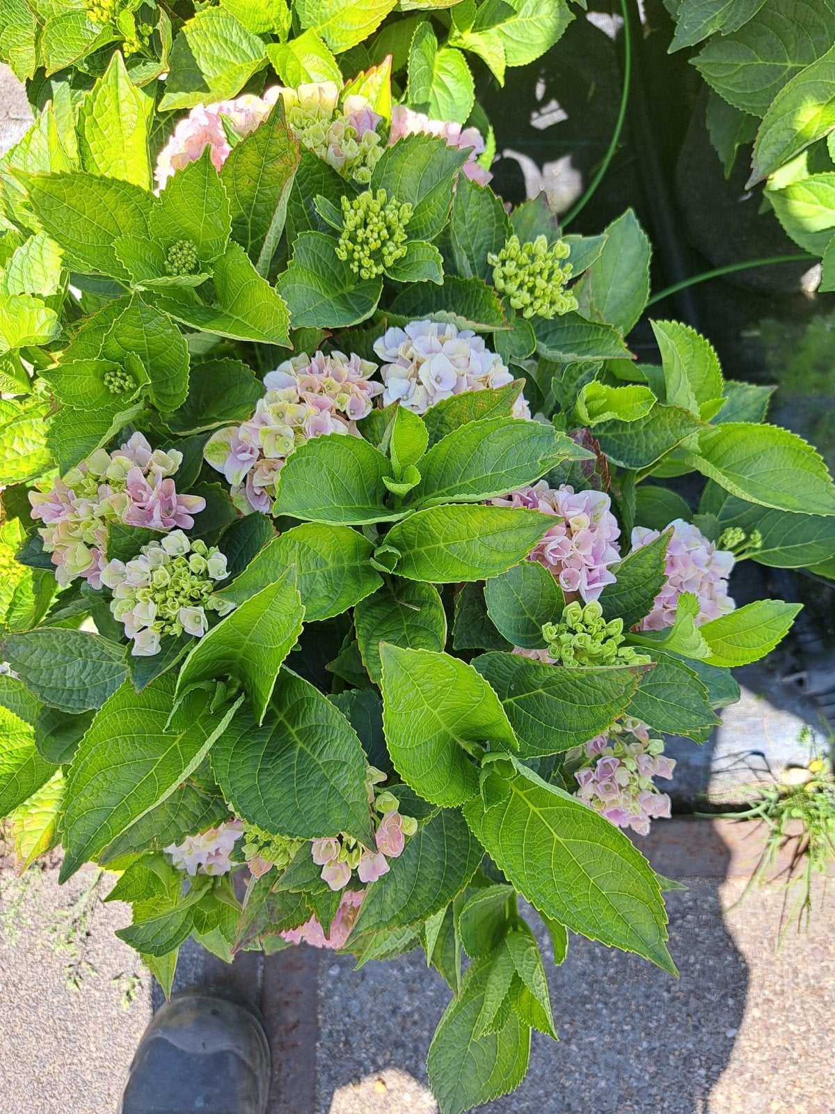 Hortensia Planten welke net gaan bloeien, Tuin en Terras, Vaste plant, Halfschaduw, Zomer, Ophalen