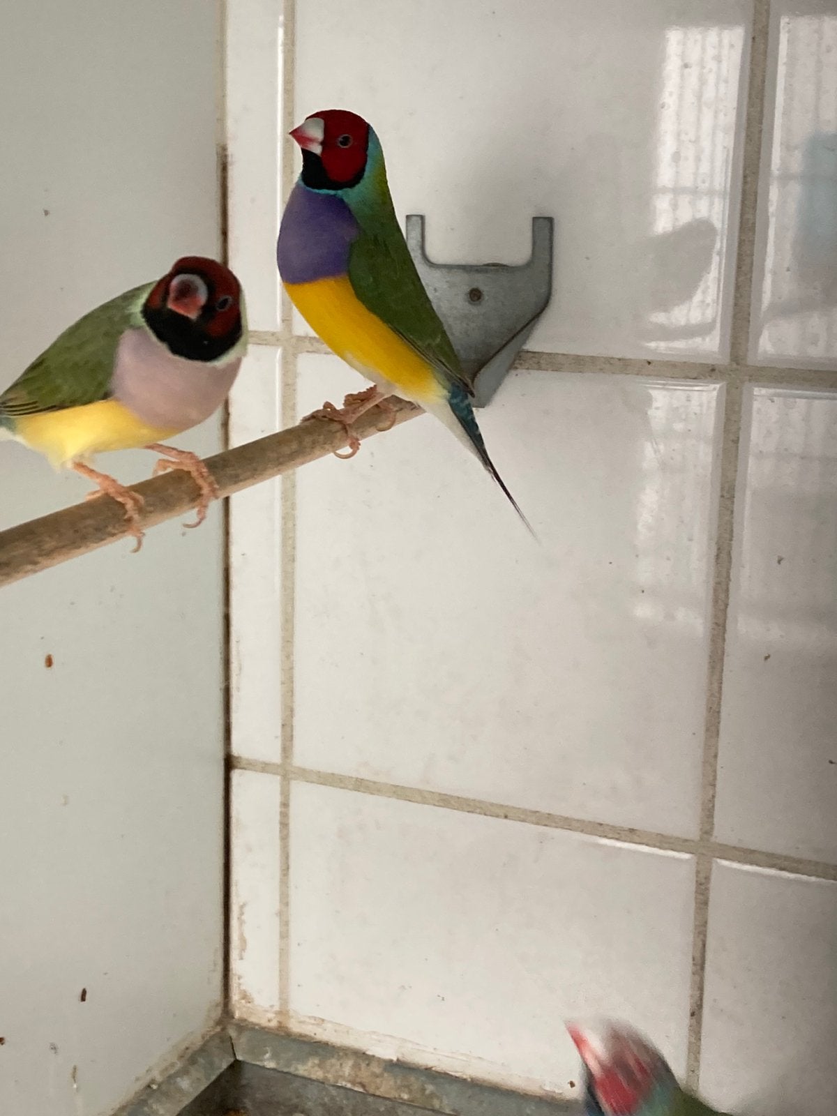 Vogelmarkt Liempde, Dieren en Toebehoren, Vogels | Overige Vogels, Meerdere dieren