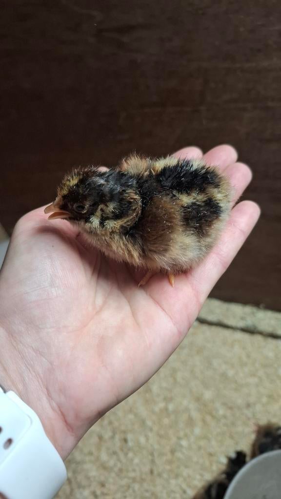 Barnevelder kuikens, Dieren en Toebehoren, Geslacht onbekend, Kip