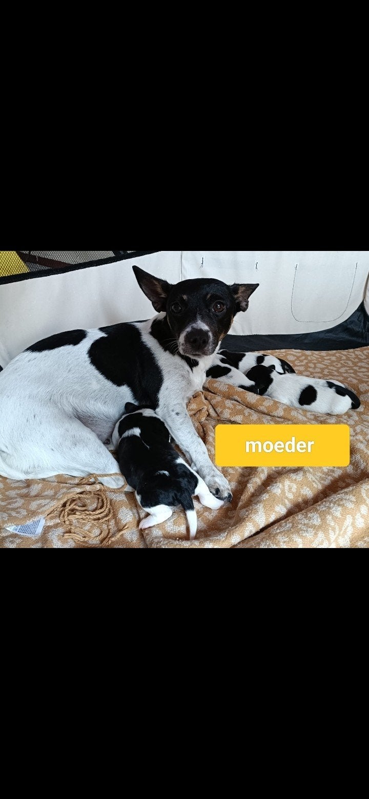 Kruising Jack Russel Pups, Dieren en Toebehoren, 8 tot 15 weken, Meerdere, Meerdere dieren, Nederland