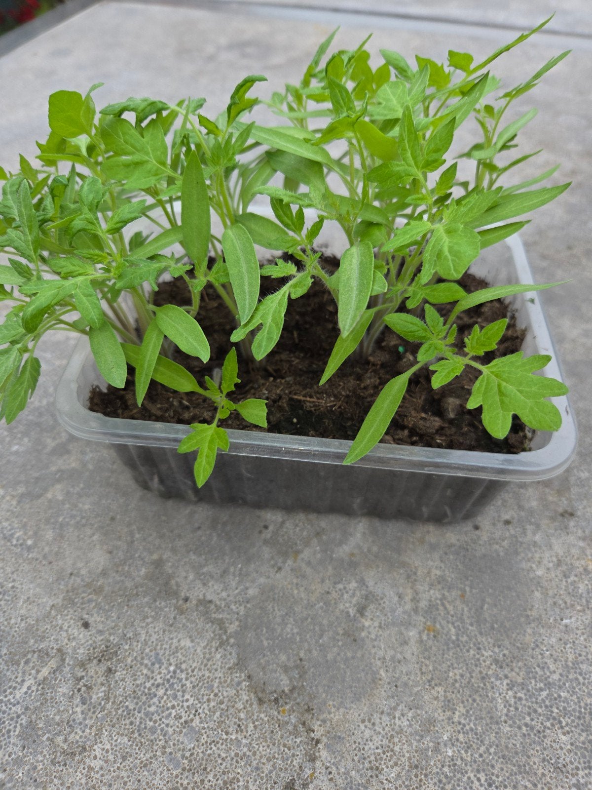 Stekjes tomatenplant, Ophalen, Overige soorten, Volle zon