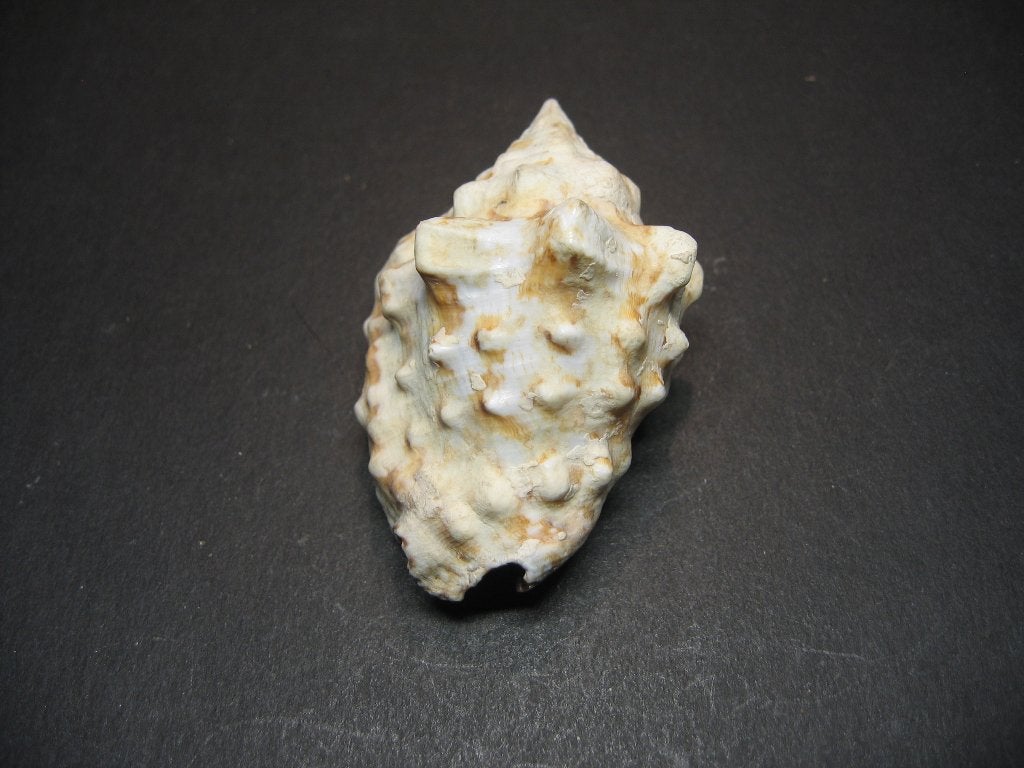 Schelpen: Lentigo pipus Röding, 1798., Ophalen of Verzenden, Schelp(en)