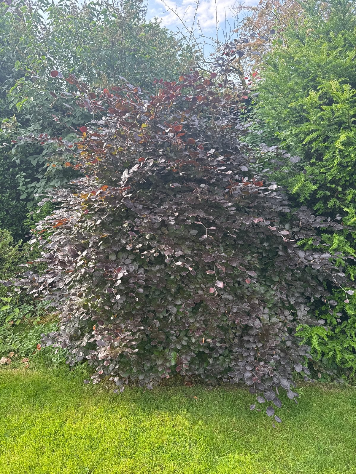 Prachtige Rode Beuk - Fagus sylvatica 'Purpurea', Volle zon, Vaste plant, Bloeit niet, Ophalen