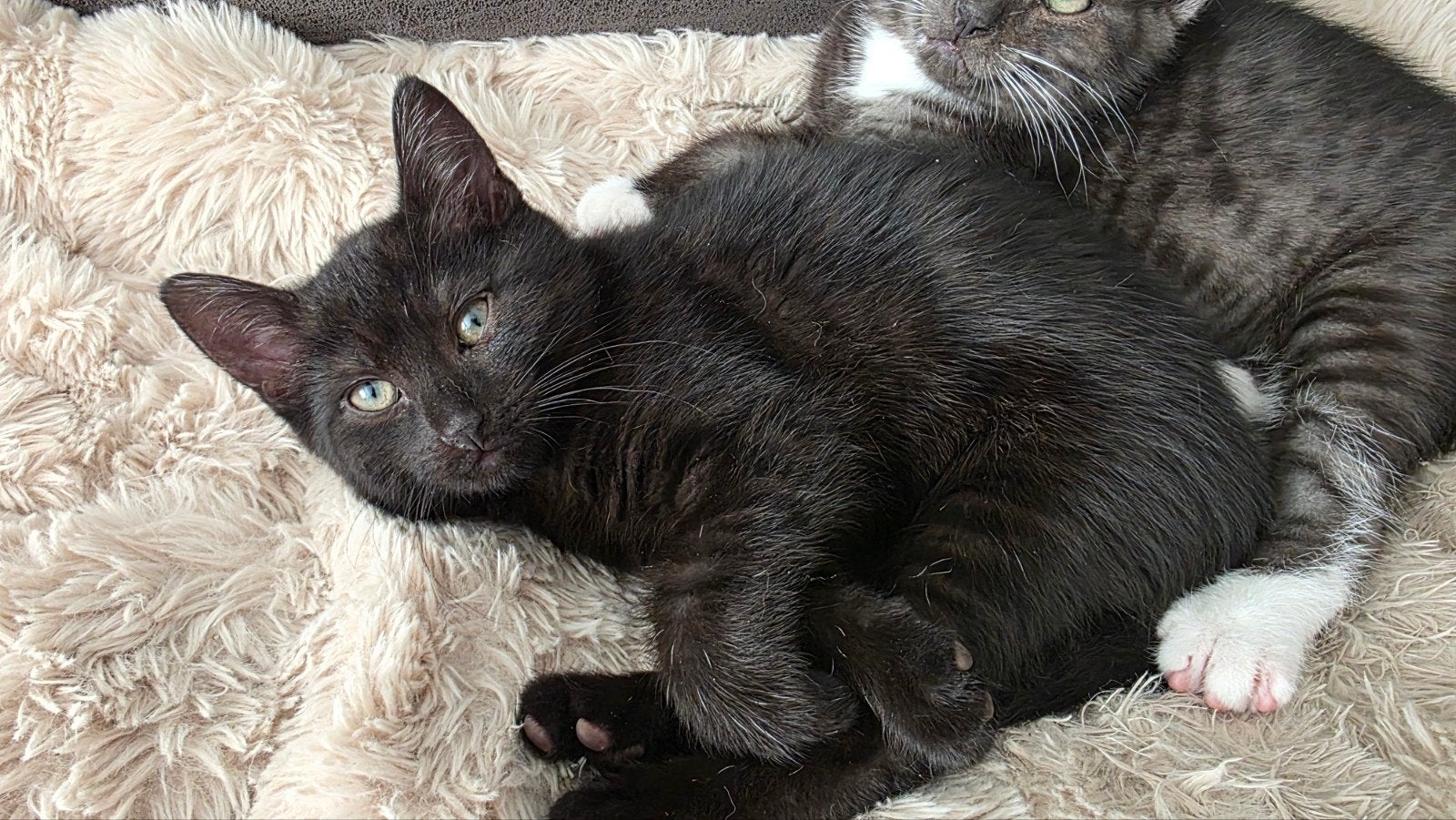 Lieve nestje van 2, Dieren en Toebehoren, Katten en Kittens | Overige Katten, Meerdere dieren, Kortharig, 0 tot 2 jaar