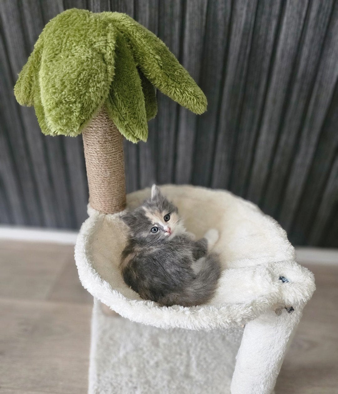 Lieve mooie ragdolls