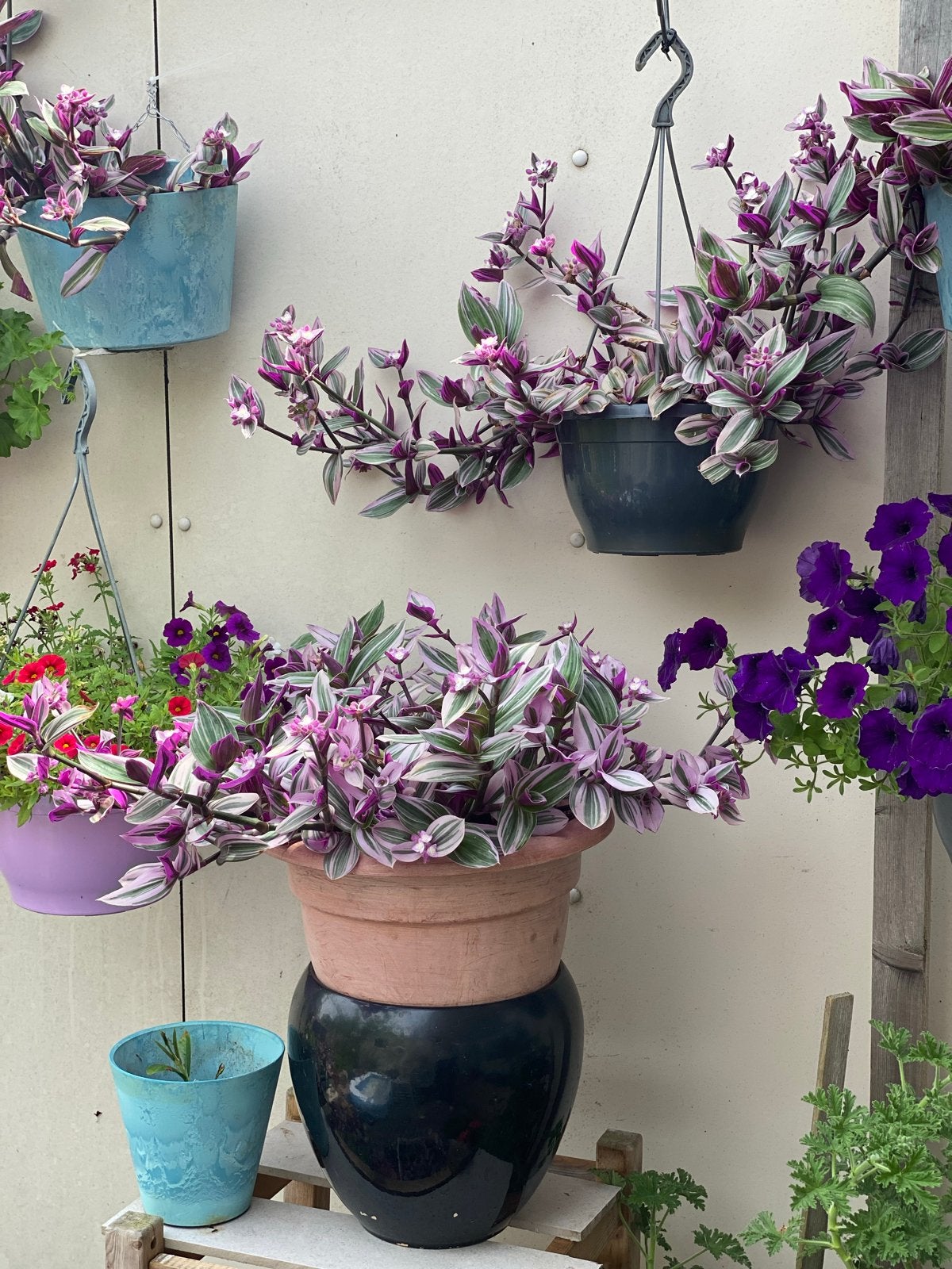 Tradescantia Nanouk - Prachtige hangplant met roze tinten, Vaste plant, Bloeit niet, Halfschaduw, Ophalen