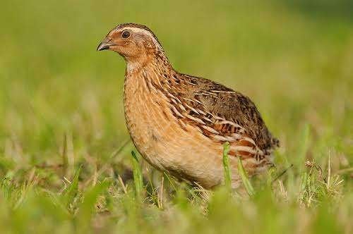 Europese kwartels, Dieren en Toebehoren, Meerdere dieren, Wildzangvogel, Geringd
