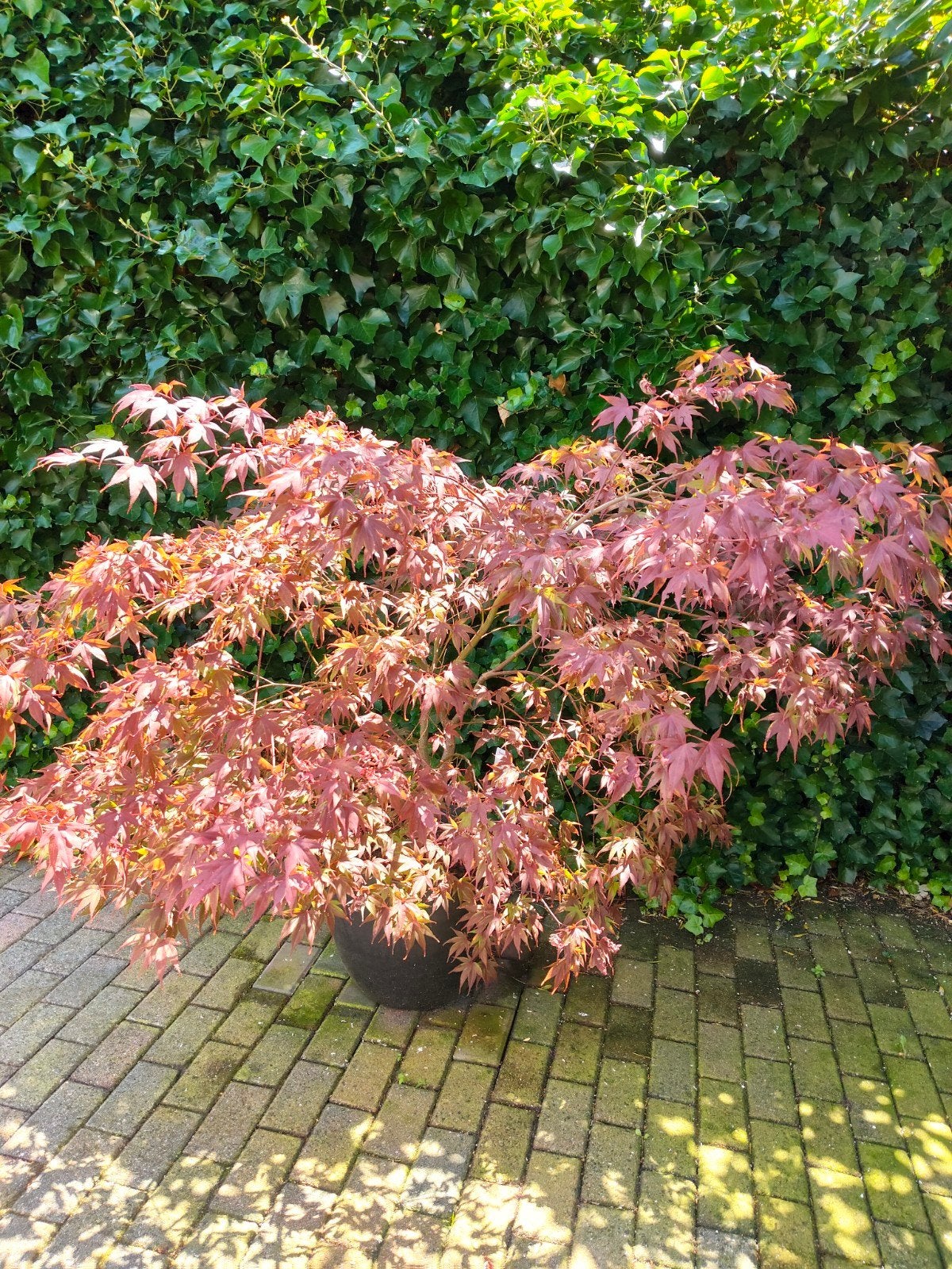 boompje Acer palmatum, Tuin en Terras, Planten | Tuinplanten, Ophalen, Bloeit niet, Overige soorten, Halfschaduw