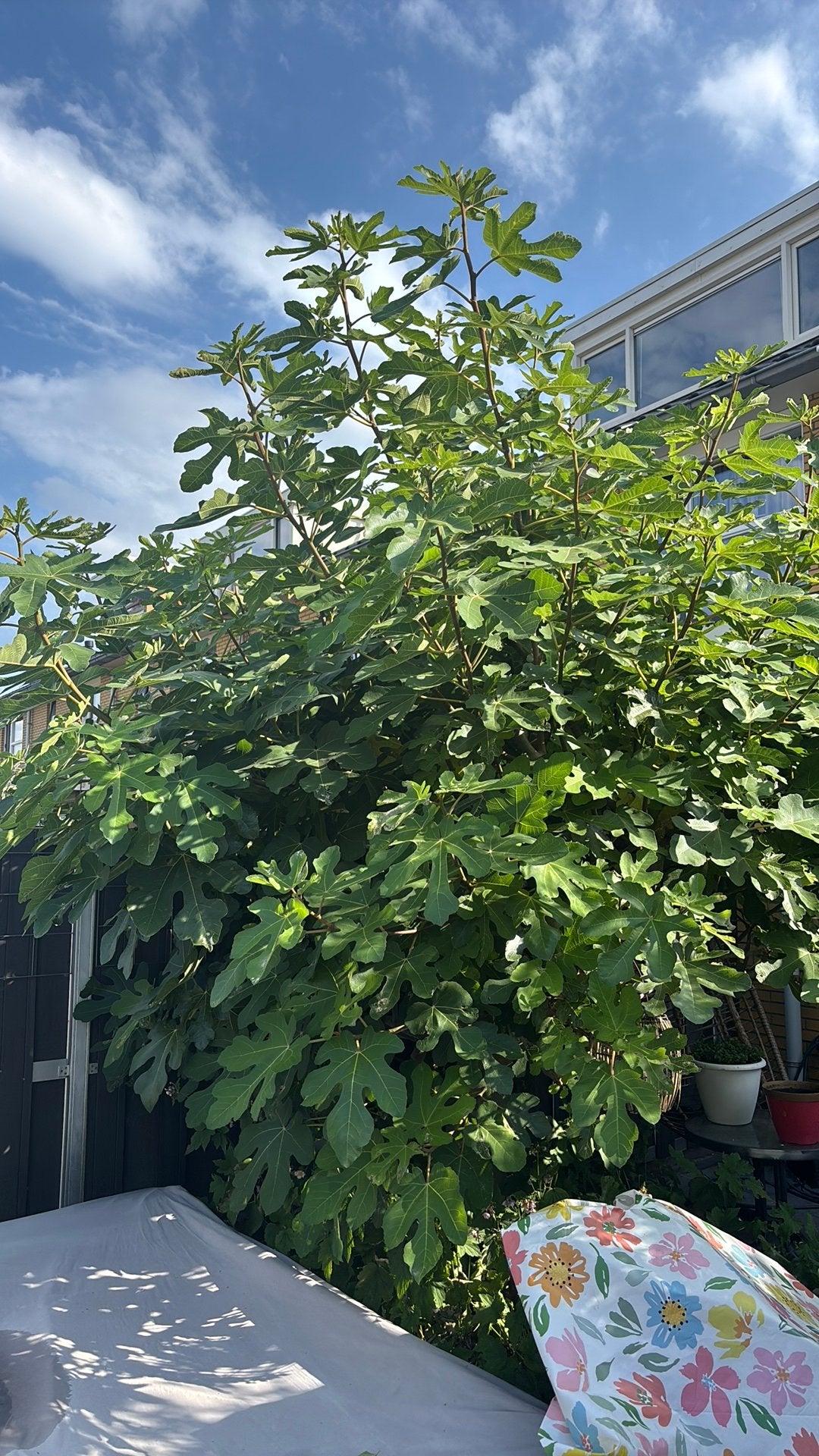 Vijgenboom (Ficus carica), Tuin en Terras, Overige soorten, 250 tot 400 cm, Zomer, Ophalen