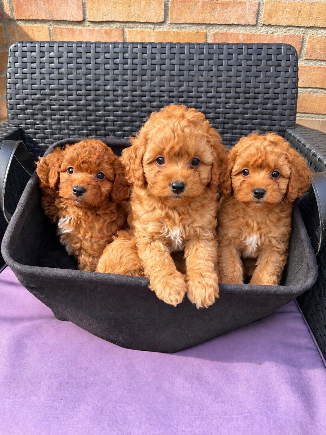 🤎Abrikoos Maltipoo Pups Teefjes🤎, Dieren en Toebehoren, Overige rassen, Meerdere, Meerdere dieren, Nederland